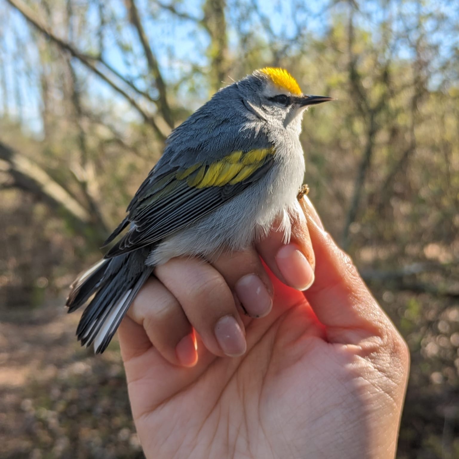 Golden-winged x Blue-winged Warbler hybrid